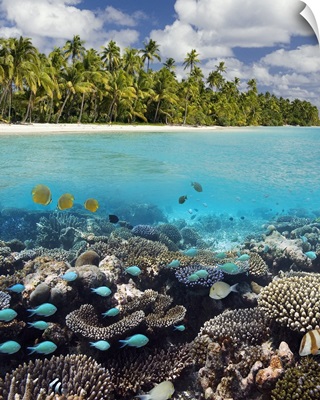 Tropical Lagoon in South Ari Atoll in the Maldives in the Indian Ocean
