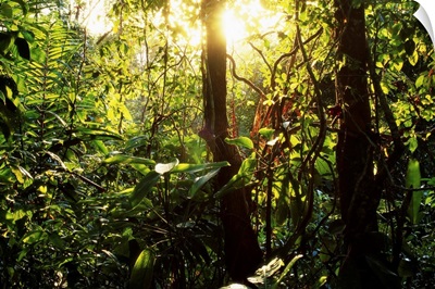 Tropical Rainforest In Panama