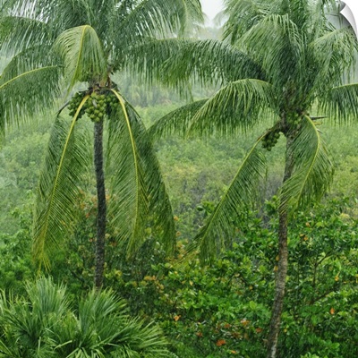 Tropical rainforest, St. Thomas, Virgin Islands