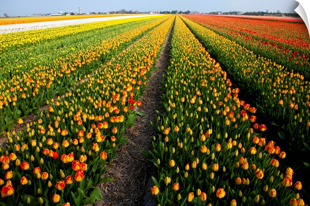 Tulip fields springtime in and around Lisse, Netherlands springtime in full bloom
