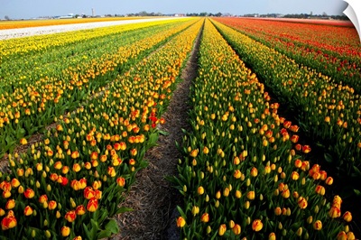 Tulip Fields Springtime In And Around Lisse, Netherlands