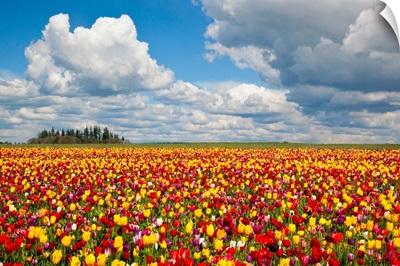 Tulip Fields, Wooden Shoe Tulip Farm, Woodburn Oregon