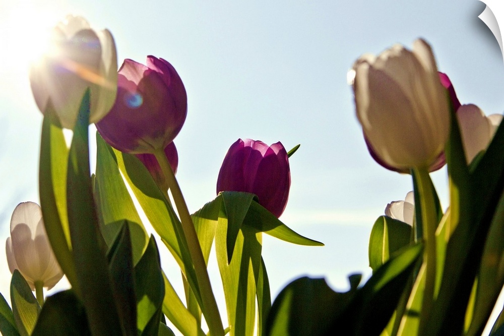 white and purple tulips against blue sky