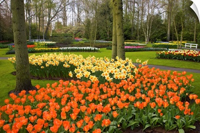 Tulips In Keukenhof Gardens