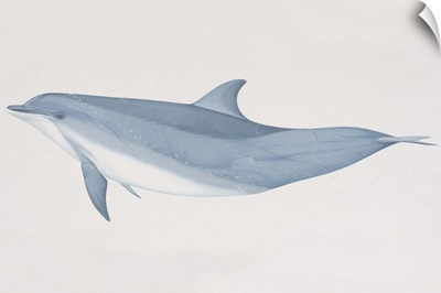 Tursiops truncatus, Bottlenose Dolphin, side view.