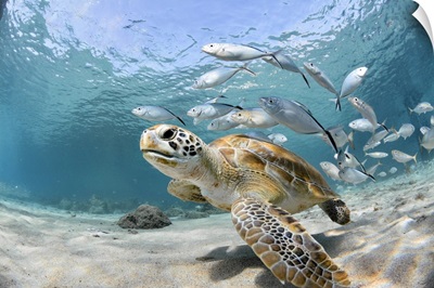 Turtle And School Of Fish