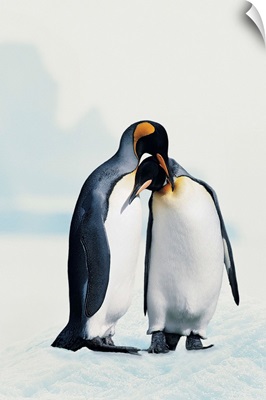 Two affectionate King penguins