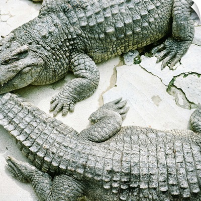 Two alligators.