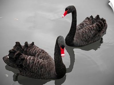 Two black swans in pond in Limburg, Netherlands.