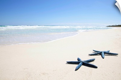 Two blue starfish at water's edge on tropical beach, Riviera Maya