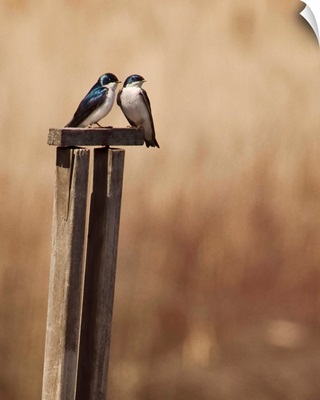 Two cute little tree swallows.