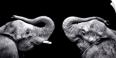 Two elephants stand face to face with trunks raised.