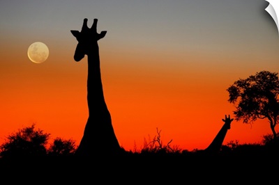 Two Giraffes in the Savuti area of Botswana as the sun sets and the moon rises