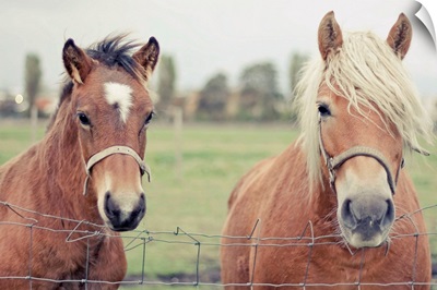 Two Horses behind a wired fence