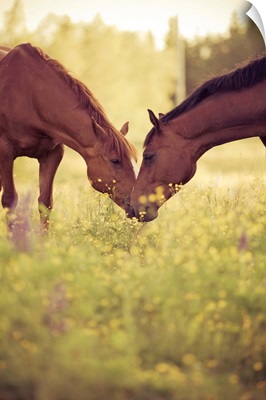 Two horses in field, Sweden.