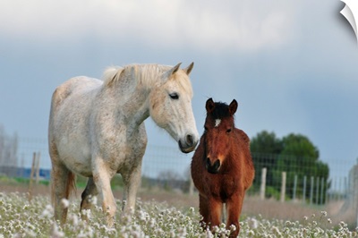 Two horses, mare and colt, white and brown, together on field full of white flowers.