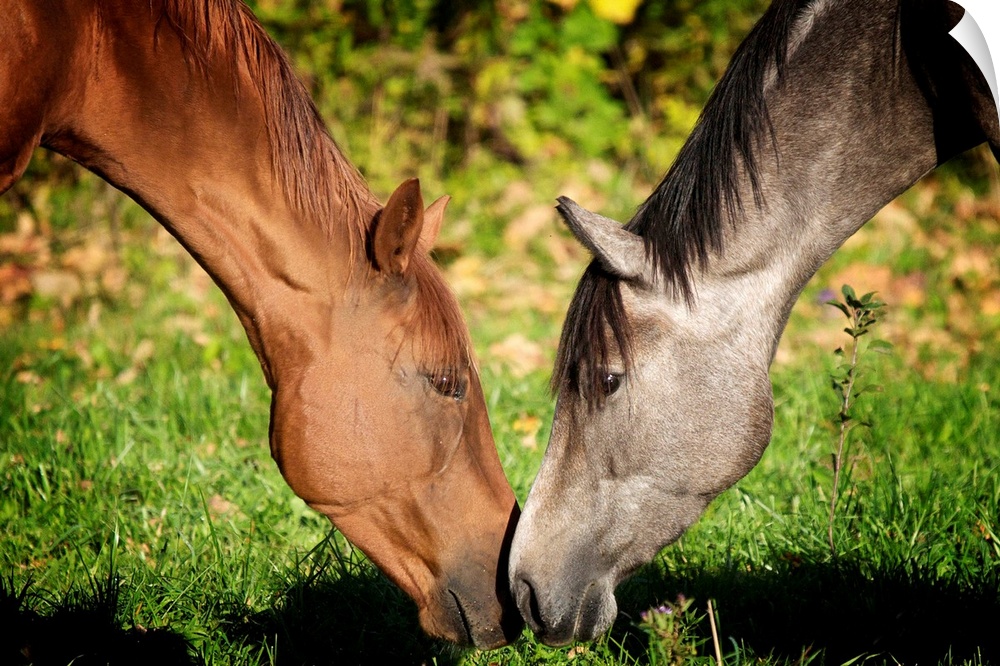 Photo on canvas of two horses nudging eachother with their noses.