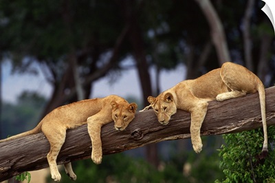 Two lioness hanging from the tree