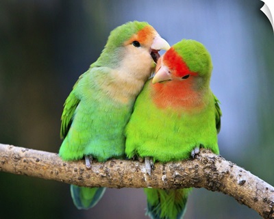 Two peach-faced lovebirds, whispering to each other in Shanghai Zoo.
