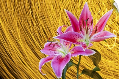 Two pink stargazer lilies with spinning light trails behind create star trail effect