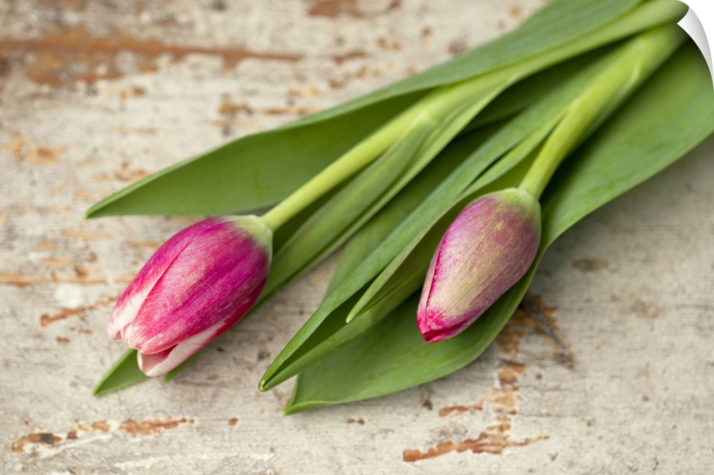 Two pink tulip buds lying on aged wood.