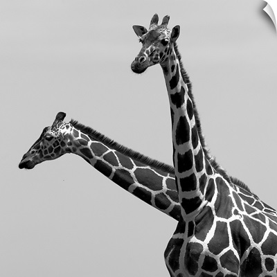 Two reticulated giraffes looking like one with two necks.
