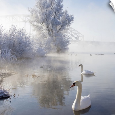 Two swans swimming in icy winter wonderland.