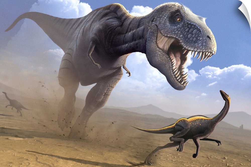 Tyrannosaurus rex dinosaur hunting an Ornithomimus dinosaur. T. rex was among the largest carnivorous dinosaurs. It was ab...