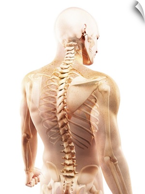 Upper body bones, computer artwork.