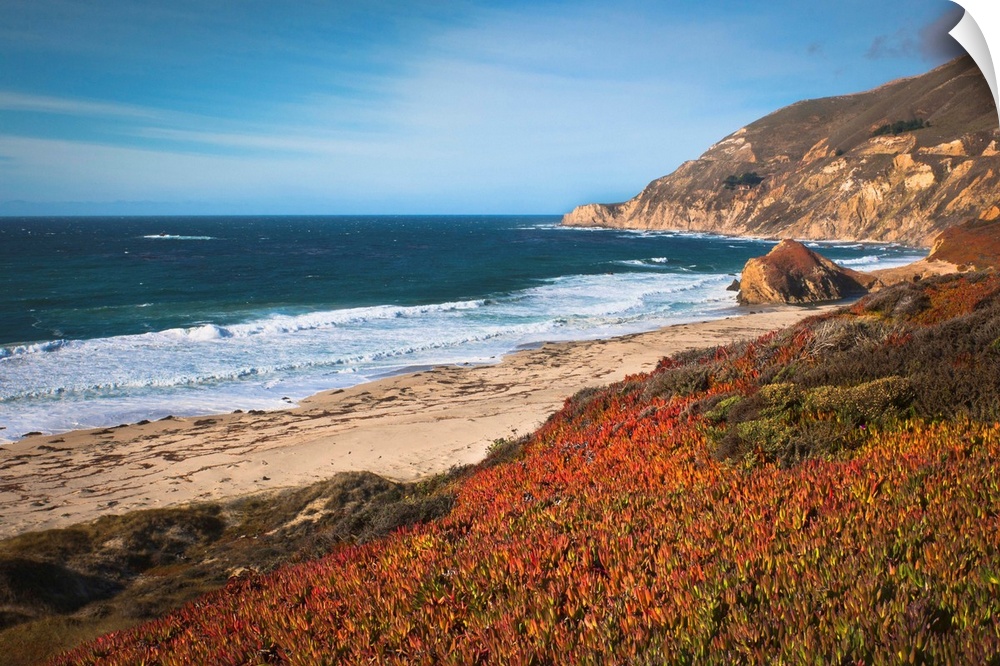 USA, California, Big Sur, Red plants by beach