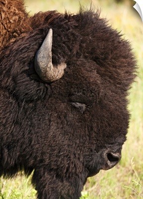 USA, South Dakota, American bison (Bison bison) in Custer State Park, headshot