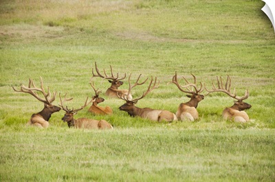 USA, Utah, Group of bull Elk (Cervus canadensis) lying in field