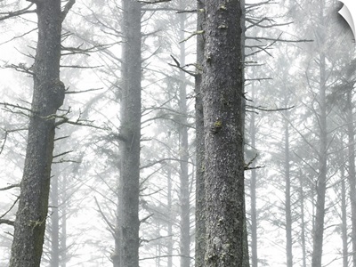 USA, Washington, Kalaloch, Olympic National Park, trees in fog