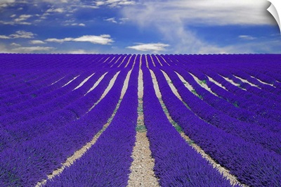 Vanishing lane of lavender