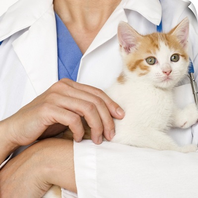 Veterinarian holding kitten