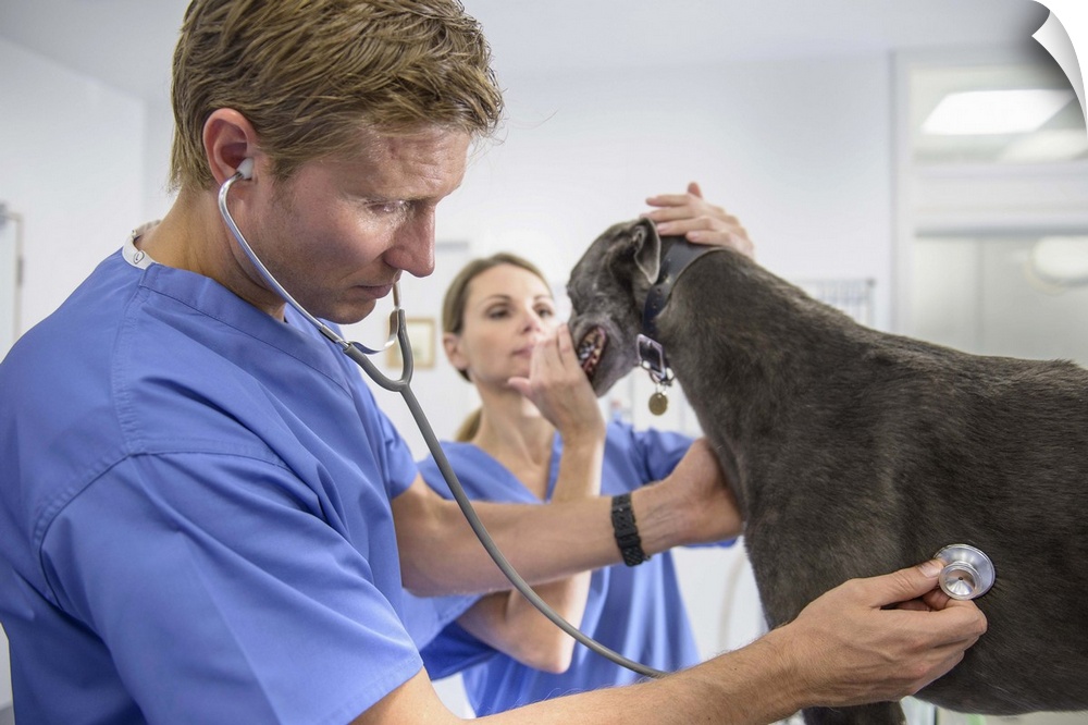 Veterinarians examining dog in office