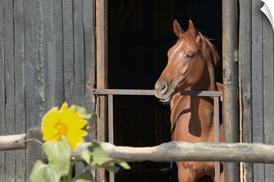 View Of A Horse In A Stable