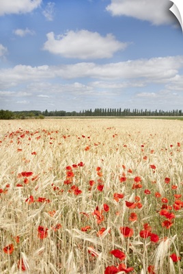 View of field of poppies.