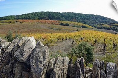 Vineyards with fall foliage, AOC Faugeres, Herault, France