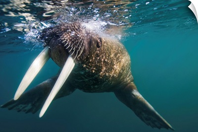 Walrus Swimming Under Surface Of Water Near Tiholmane Island