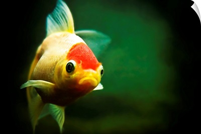 Wanda the goldfish swims happily in her tank. Say a wish and she'll make it true...