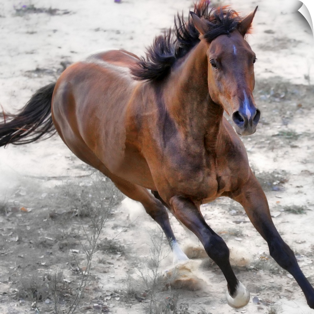 This is a photograph of a horse mid-gallop that has been edited to reduce the color in the background and enhance the colo...