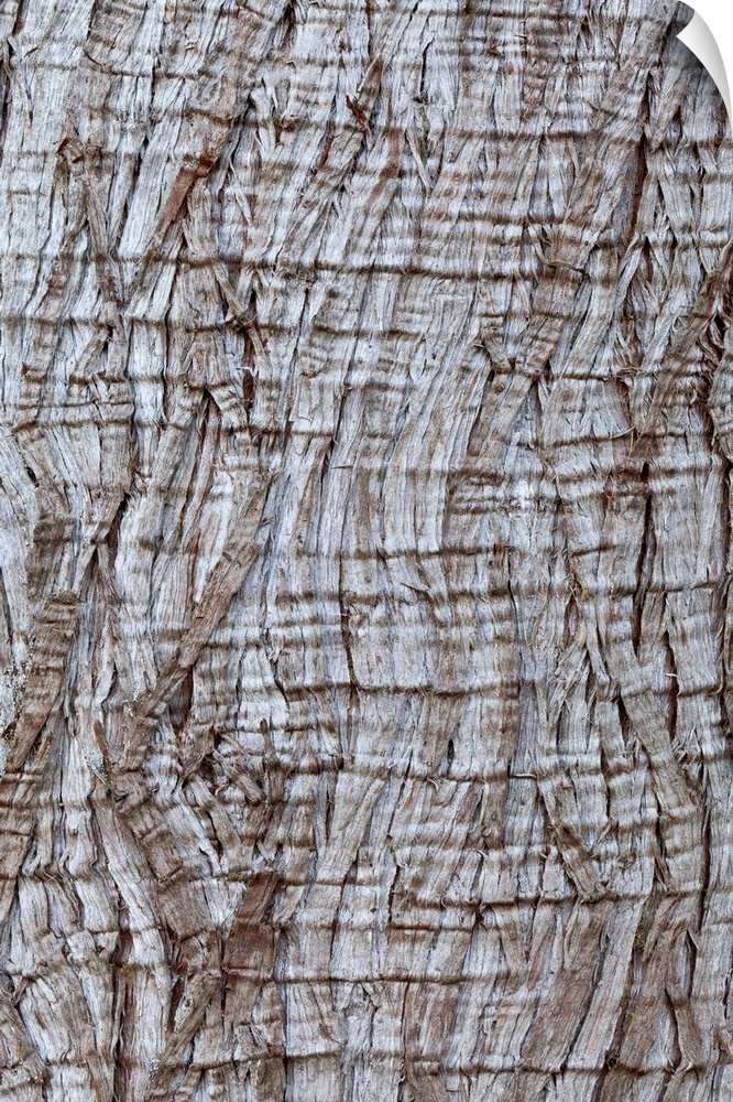 USA, Washington State, Western red cedar Thuja plicata bark