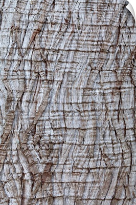 Washington State, Western red cedar Thuja plicata bark