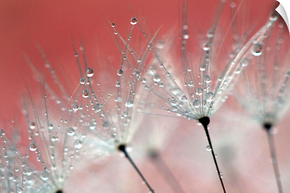 Wall art of dandelions being weighed down by drops of water.