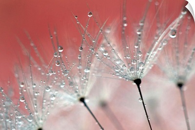Water droplets on a dandelion with the color from blossom in the background.