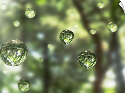 Water drops in the forest