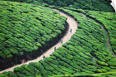 Way home from tea plantation in Munnar, Kerala.