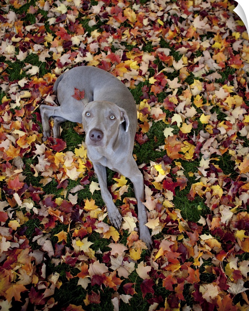Weimaraner resting on a bed of leaves, centerfold style, with one leaf stuck to his back as he looks up at the camera.