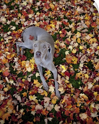 Weimaraner resting on a ground covered with leaves